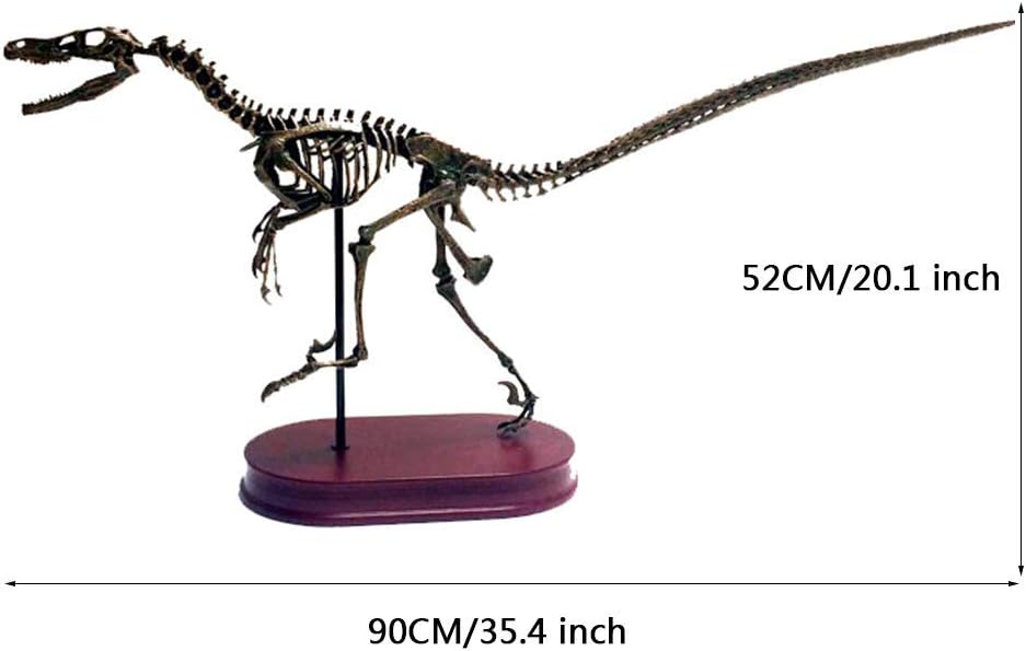 予約販売］【関東限定送料無料】大型 恐竜骨格フィギュア 長さ180cm